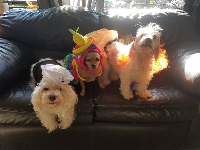 Murray Hill Pet Hospital Picture 5