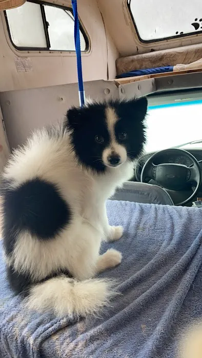 Bianas Pet Mobile Picture 1