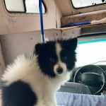 Bianas Pet Mobile
