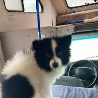 Bianas Pet Mobile ico