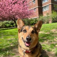 BluePearl Pet Hospital ico