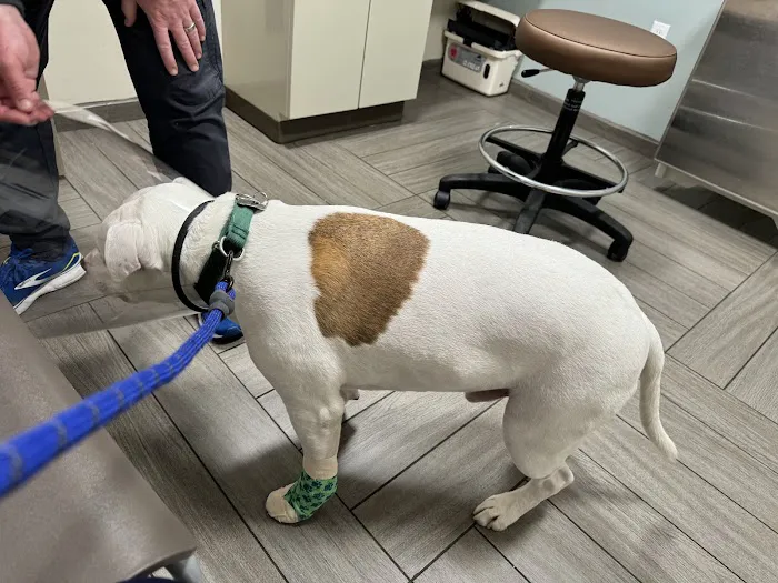 BluePearl Pet Hospital Picture 4