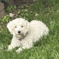 Prism Veterinary Dentistry ico