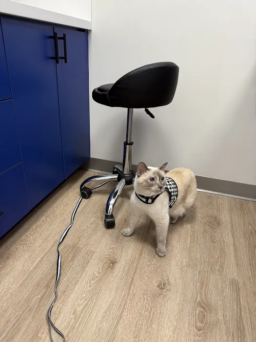 Prism Veterinary Dentistry Picture 3