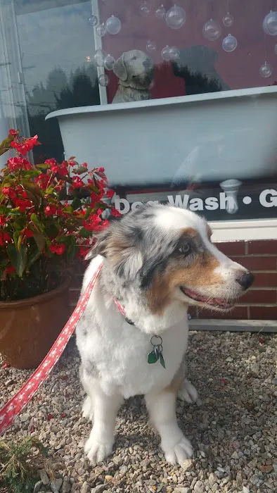Hot Diggity Dog Wash & Boutique Picture 5