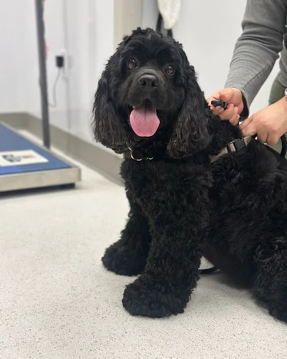 Pure Paws Veterinary Care of Hudson Square Picture 3