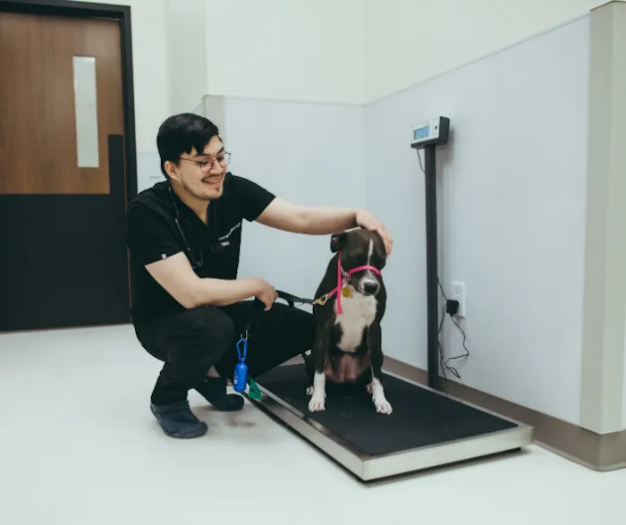 Pure Paws Veterinary Care of Hudson Square Picture 8