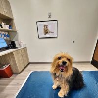 Pure Paws Veterinary Care of Hudson Square ico