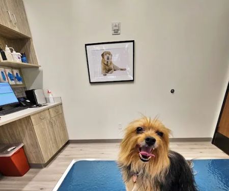 Pure Paws Veterinary Care of Hudson Square