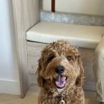 Small Door Veterinary - West Village