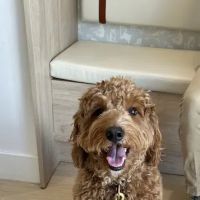 Small Door Veterinary - West Village ico
