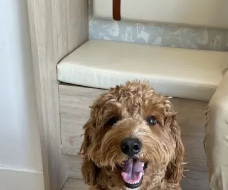 Small Door Veterinary - West Village