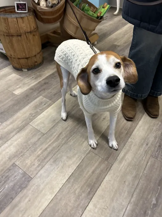 Paws Pet Boutique Picture 2