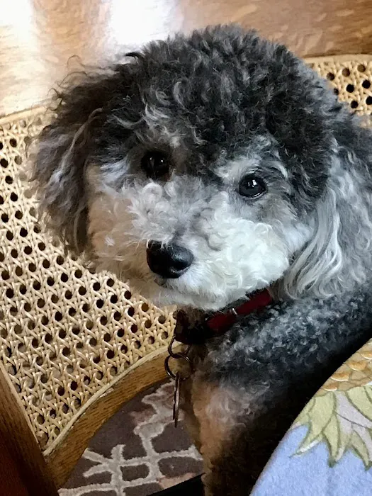 Greenwich Village Animal Hospital Picture 5