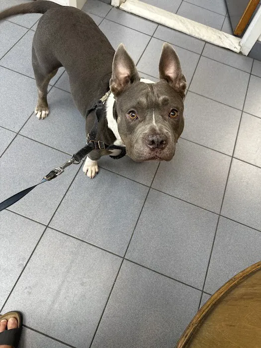 Greenwich Village Animal Hospital Picture 8