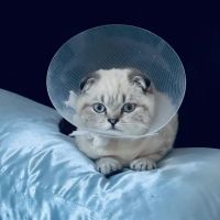 Greenwich Village Animal Hospital ico