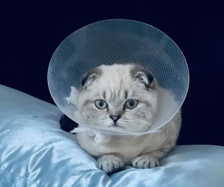 Greenwich Village Animal Hospital