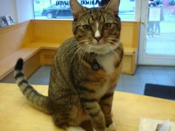 Greenwich Village Animal Hospital Picture 4