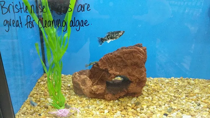 Petco Picture 9