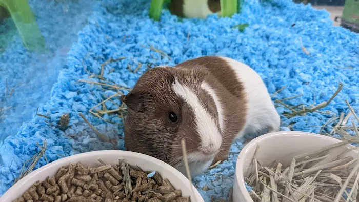 Petco Picture 4