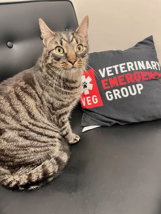 VEG ER for Pets Picture 7