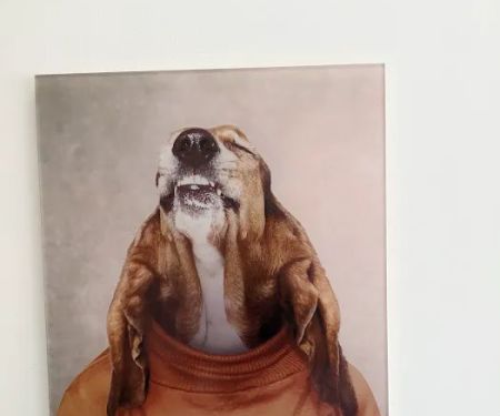 Pearly Bites Veterinary