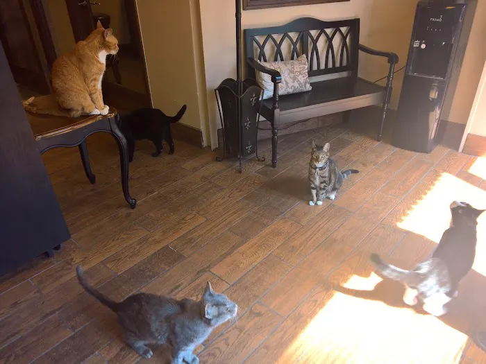 The Cat Practice Picture 10
