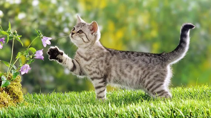 The Cat Practice Picture 4
