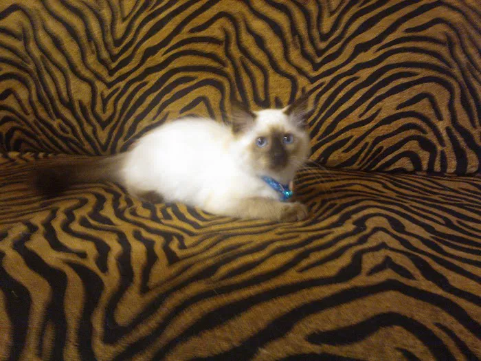 The Cat Practice Picture 6