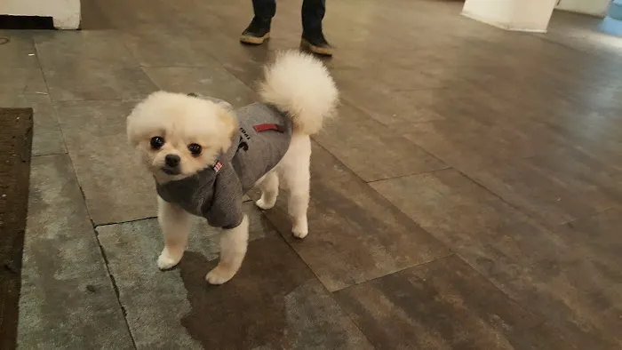 My Pets Wellness — Chelsea Picture 3