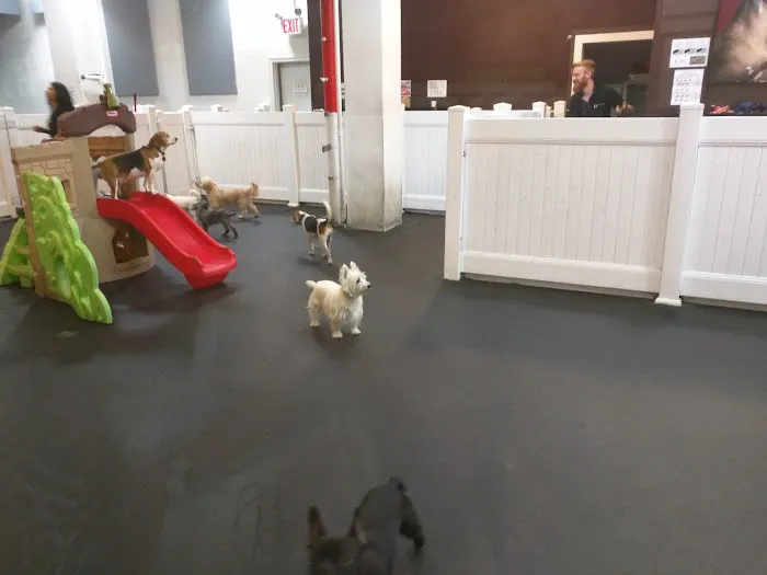 My Pets Wellness — Chelsea Picture 1