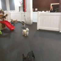 My Pets Wellness — Chelsea ico