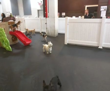 My Pets Wellness — Chelsea