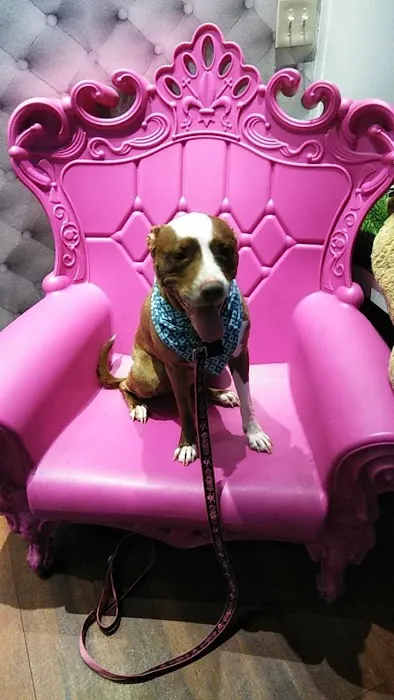 My Pets Wellness — Chelsea Picture 10