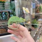 Petco