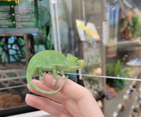 Petco