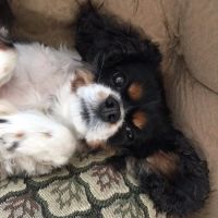 City Pets ico