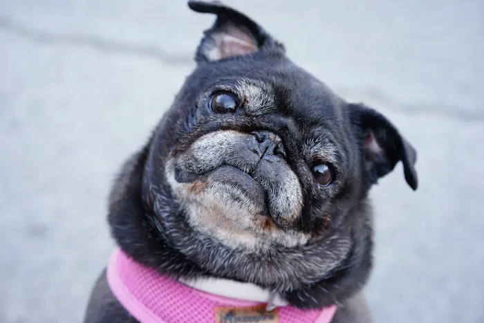 City Pets Picture 10