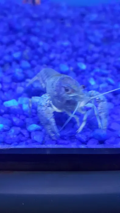 Pet Junction Picture 1