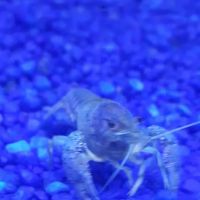 Pet Junction ico