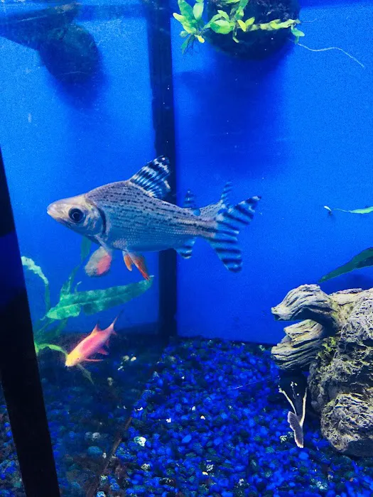 Pet Junction Picture 5
