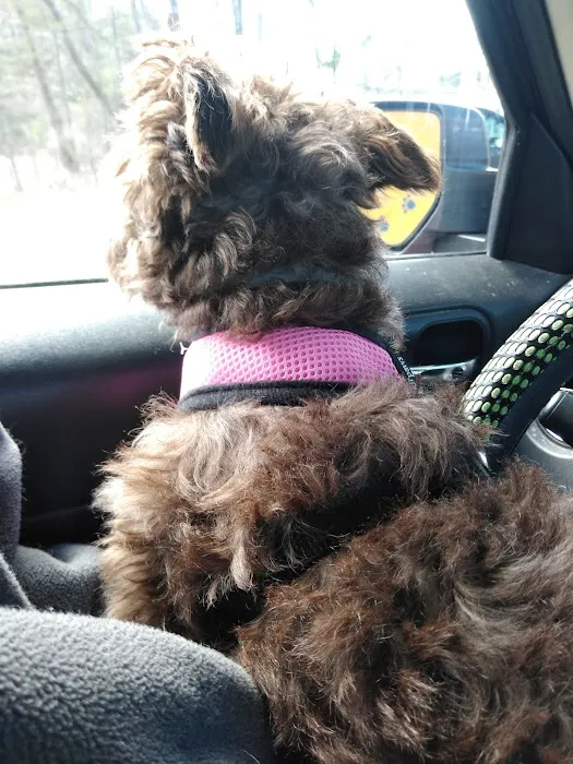 Pet Junction Picture 10