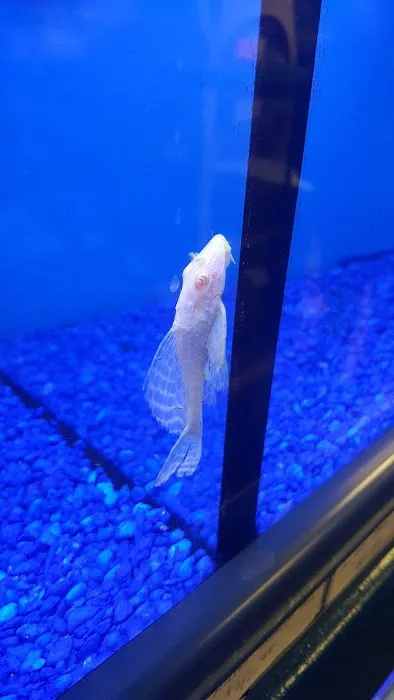 Pet Junction Picture 3