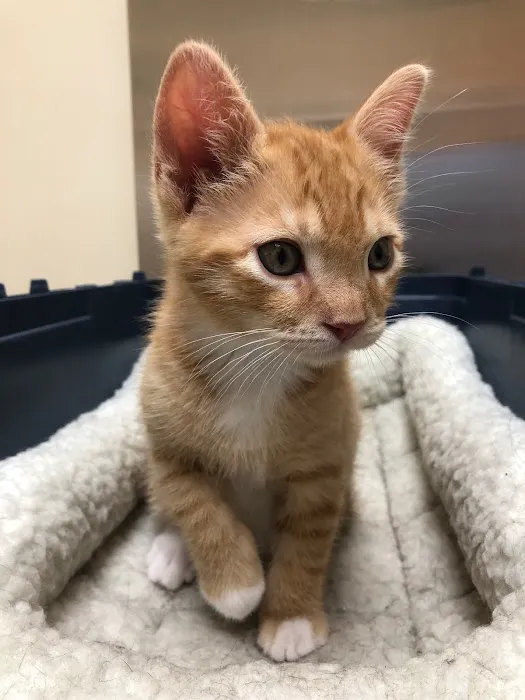 Hylan Animal Hospital Picture 9
