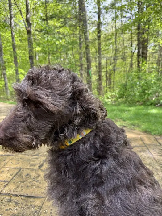 The Maine Pooch Picture 1