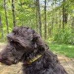 The Maine Pooch
