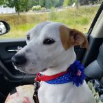 Waggerstown Pet Nutrition, Supplies & Service