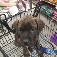 Petco ico