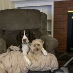 Clark Veterinary Hospital