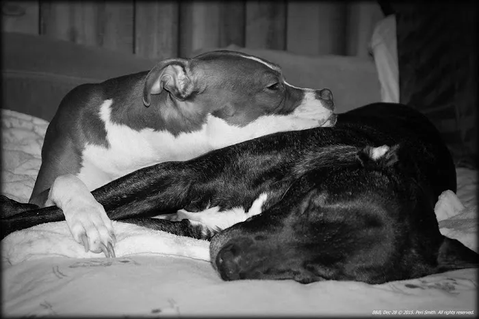 Clark Veterinary Hospital Picture 5